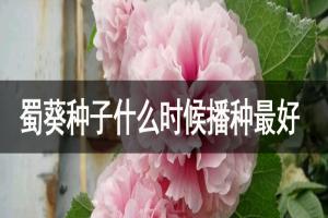 蜀葵種子什么時(shí)候播種最好