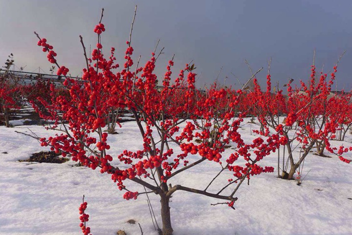 春節(jié)家里養(yǎng)什么花好呢