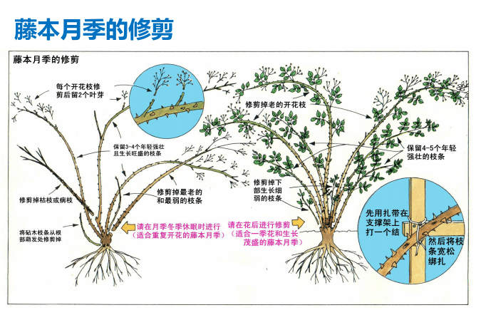 爬藤月季冬季修剪橫拉技巧（做好了來年輕松開爆花）