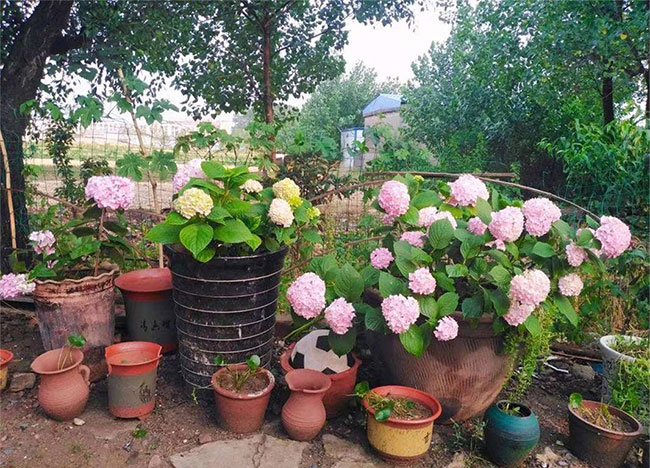 繡球花無盡夏夏季怎么澆水？