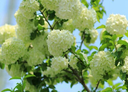 木本繡球一年開(kāi)幾次花