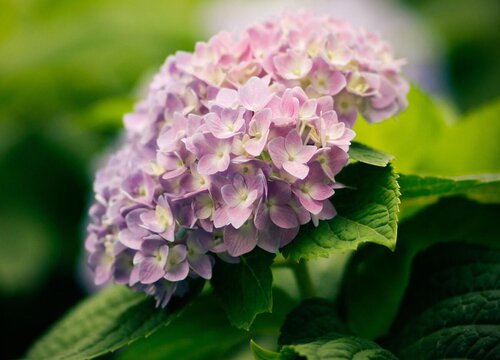 繡球花佳澄一年開幾次花