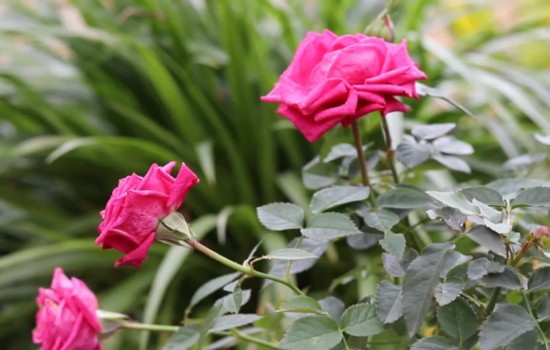 月季12月份能開花嗎？