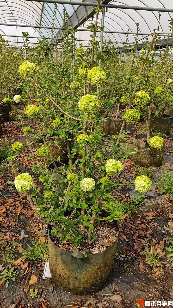 中華木繡球美植袋苗帶花苞花貨