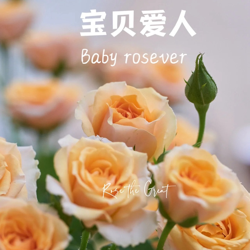 寶貝愛人 Baby Rosever