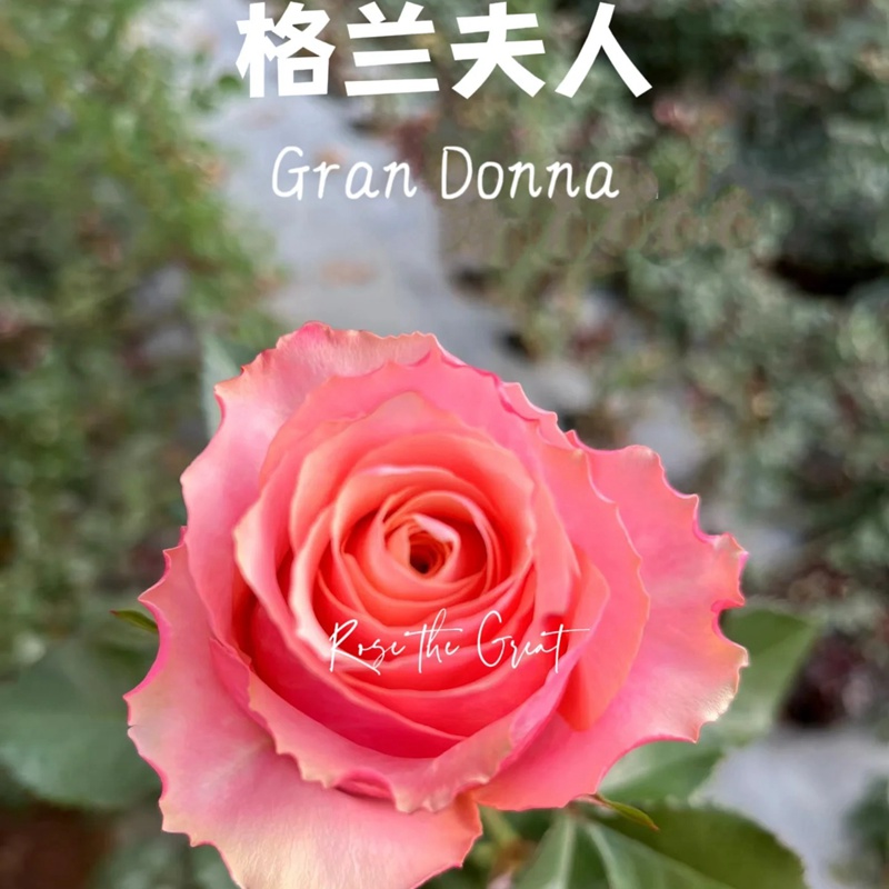 格蘭夫人Gran Donna