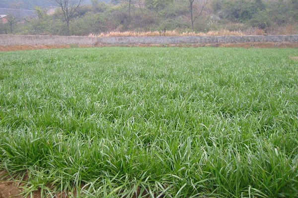 黑麥草