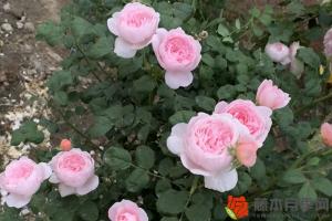 月季花樹(shù)用什么樹(shù)嫁接