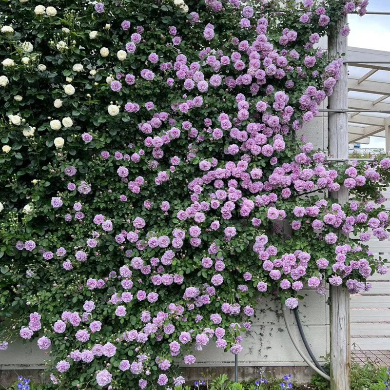 藍(lán)色陰雨一年開(kāi)幾次花