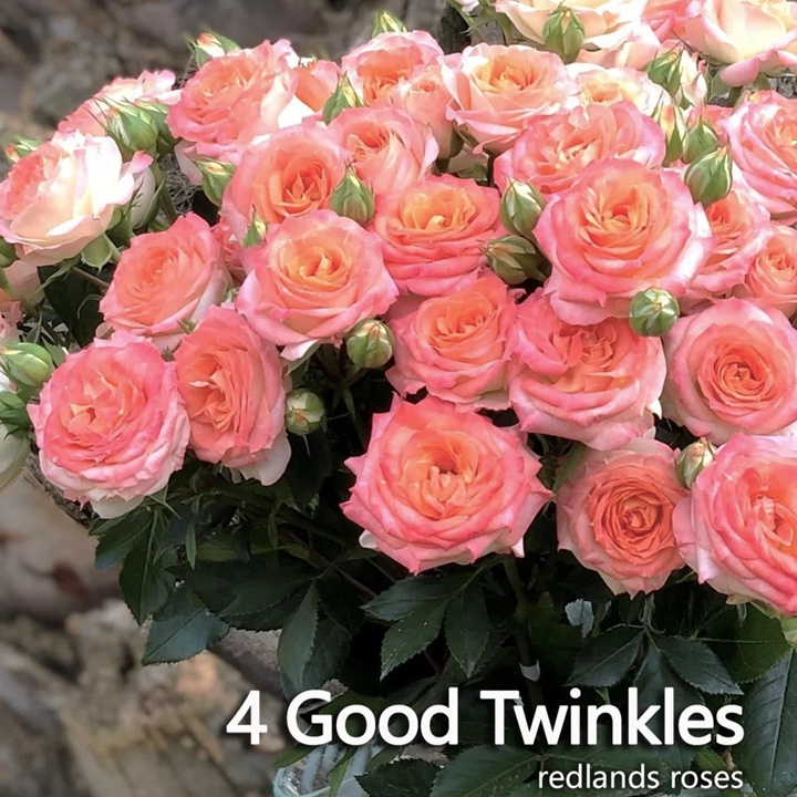 人間小蜜桃 4 Good Twinkles