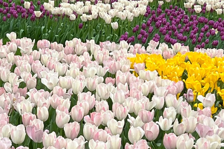 郁金香花期是幾月份，什么時(shí)候開花