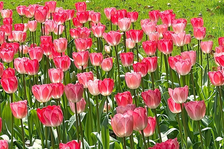 郁金香花期是幾月份，什么時(shí)候開花