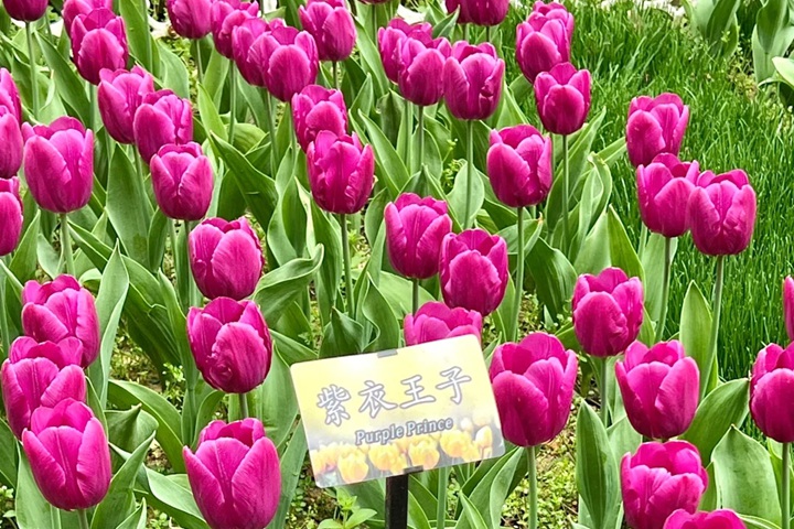 郁金香花期是幾月份，什么時(shí)候開花