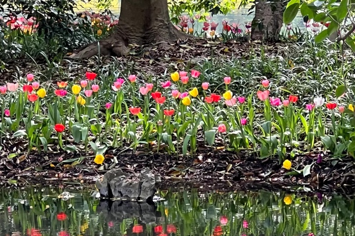 郁金香花期是幾月份，什么時(shí)候開花