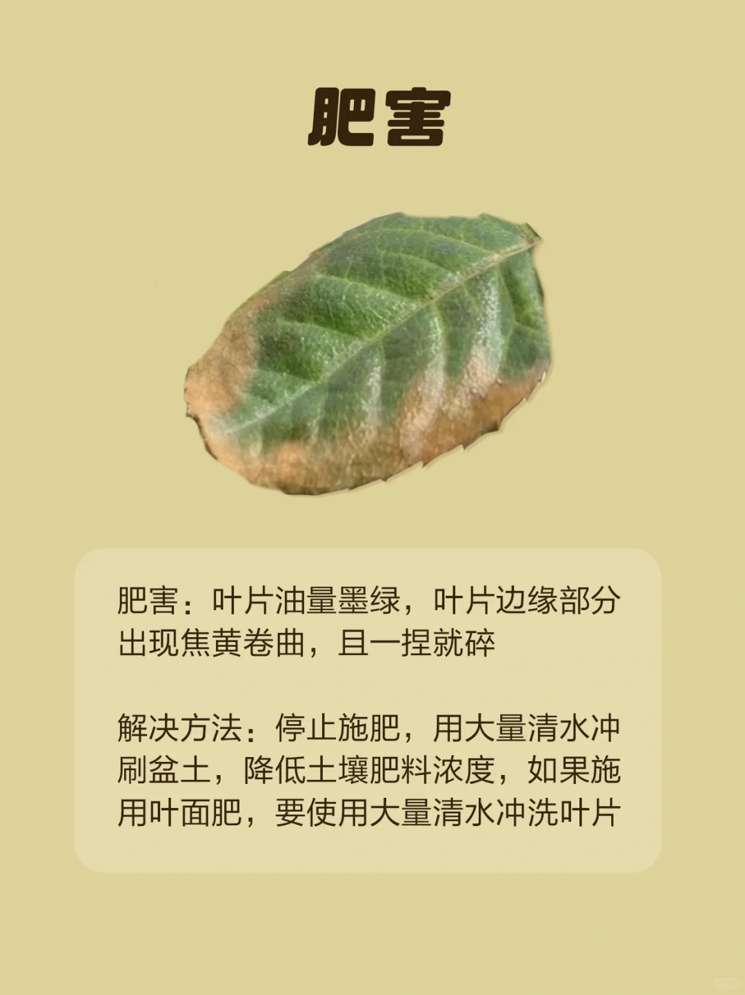 月季各種病蟲害的葉片癥狀圖片