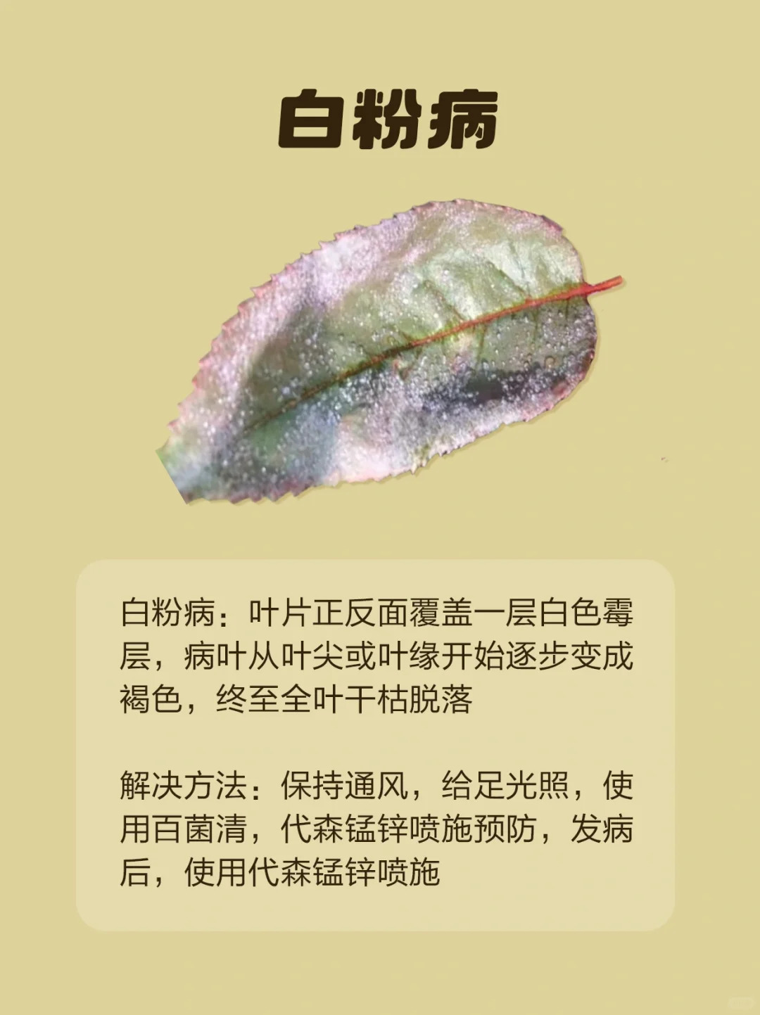 月季各種病蟲害的葉片癥狀圖片