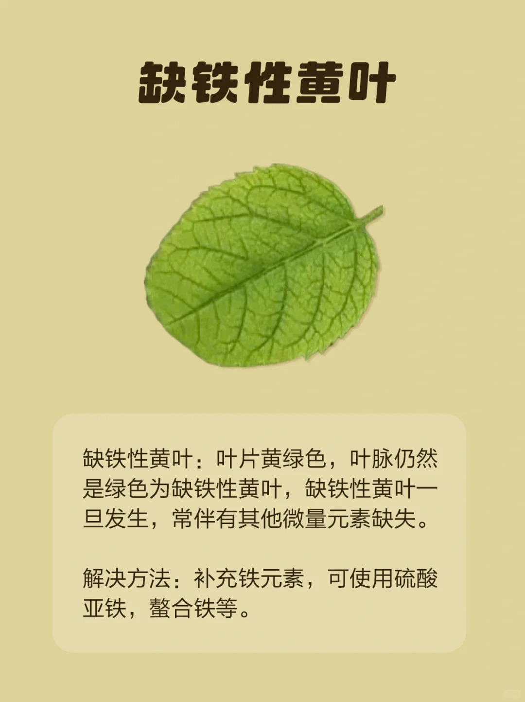 月季各種病蟲害的葉片癥狀圖片