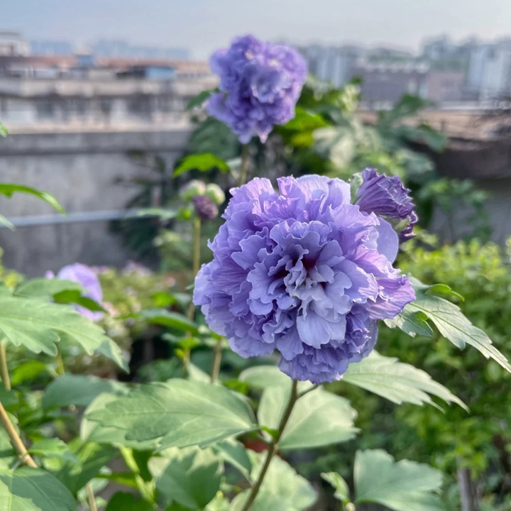 木槿藍(lán)莓冰沙和紫玉哪個(gè)好看