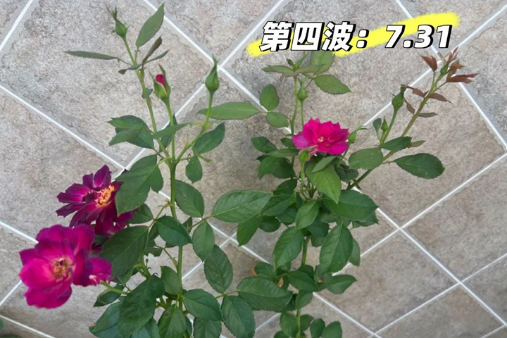 月季午夜深藍(lán)花色會(huì)變嗎