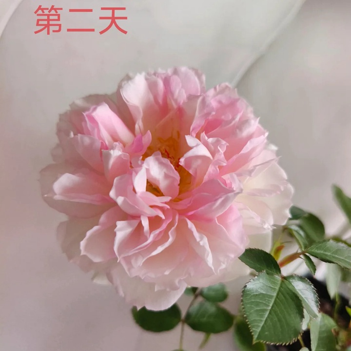 瑪莎月季花一朵花能開多久