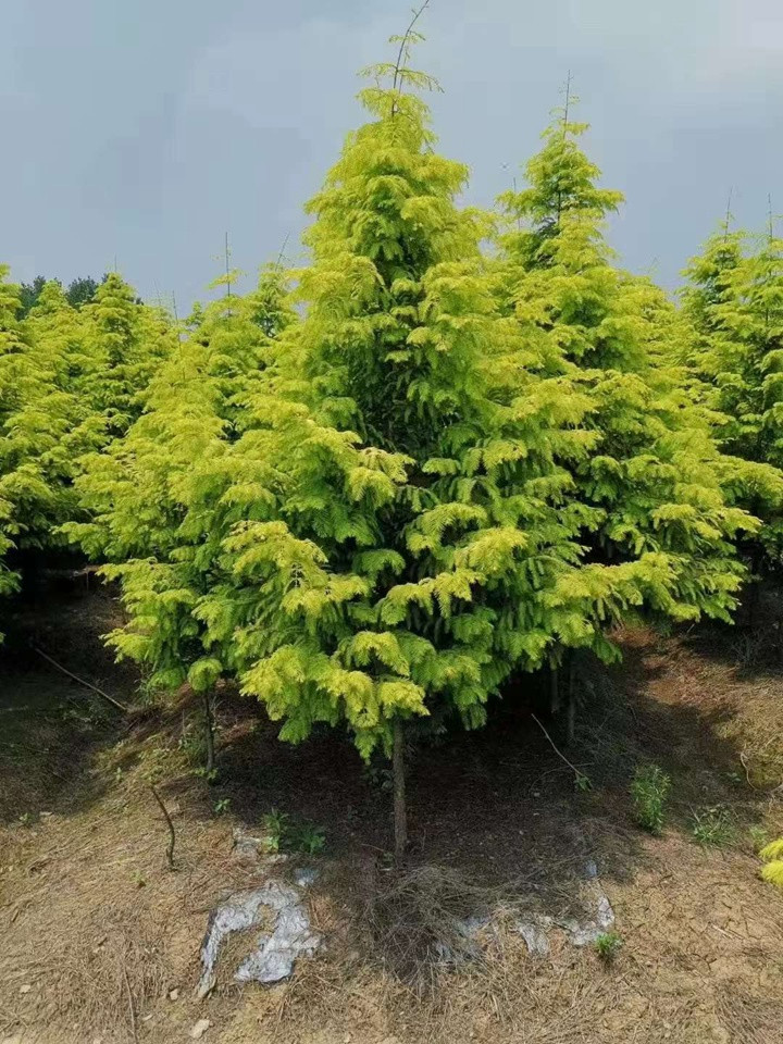 水杉樹在北方地區(qū)能種植嗎