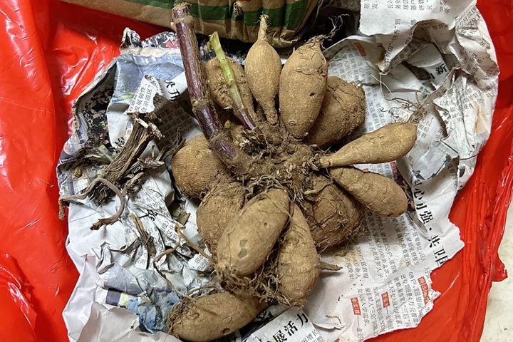 大麗花種球種植幾天可以發(fā)芽？