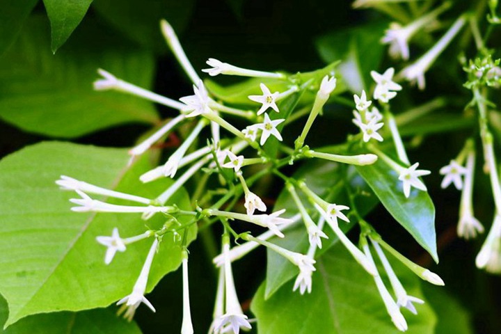 夜來(lái)香的花語(yǔ)和特殊含義