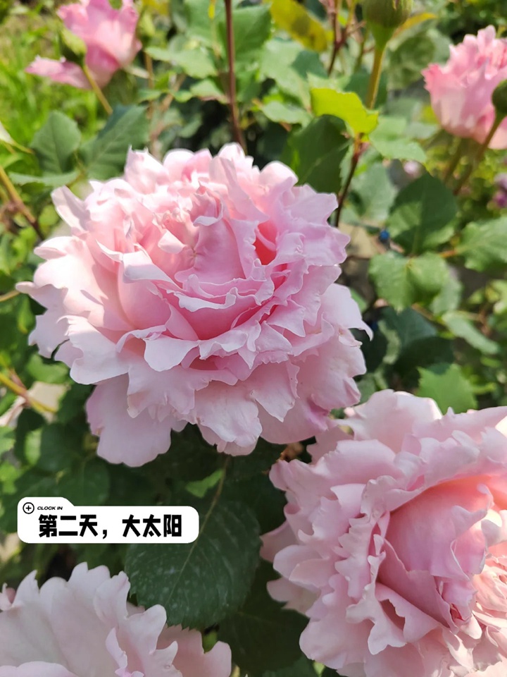 索菲羅莎月季在廣東表現(xiàn)