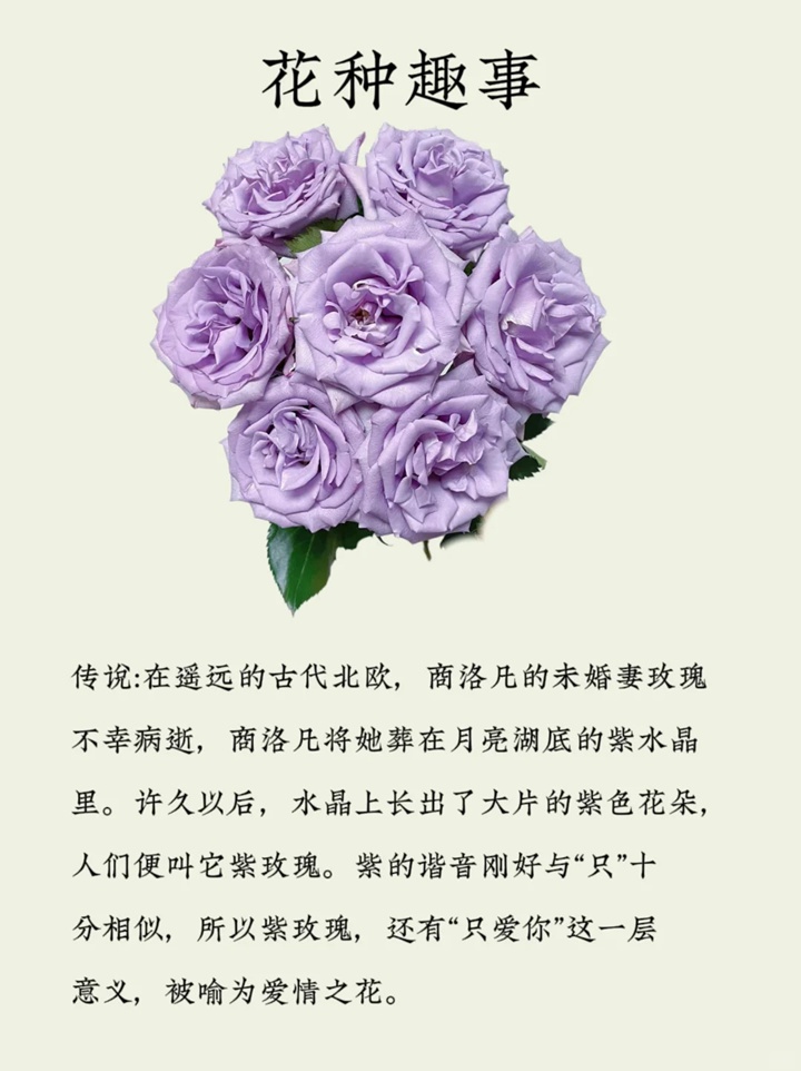 海洋之歌玫瑰花語(yǔ)和寓意