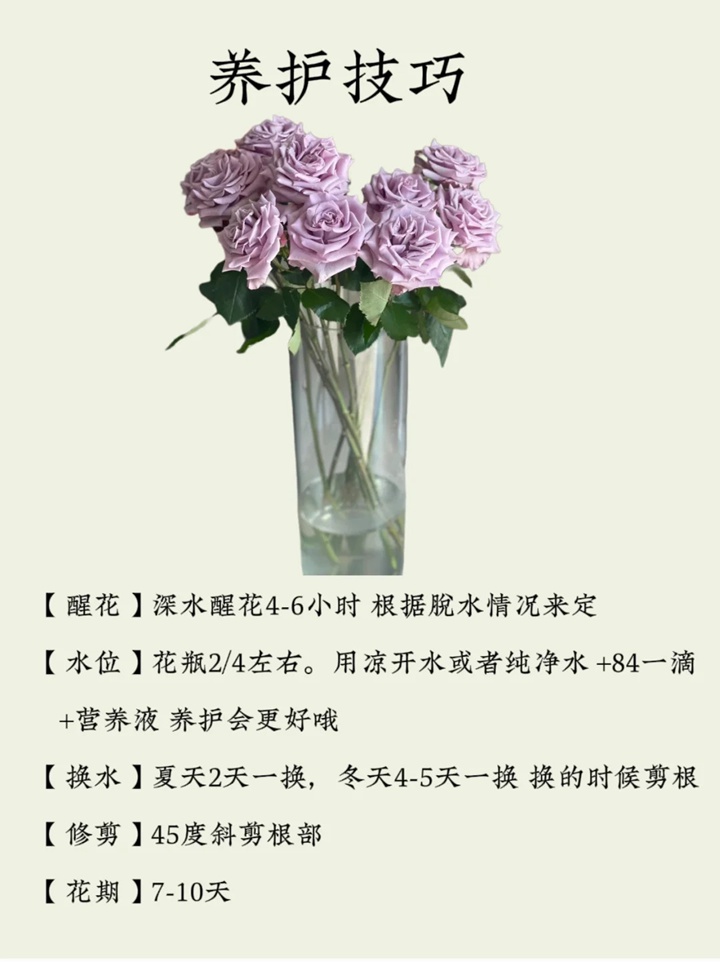 海洋之歌玫瑰花語(yǔ)和寓意