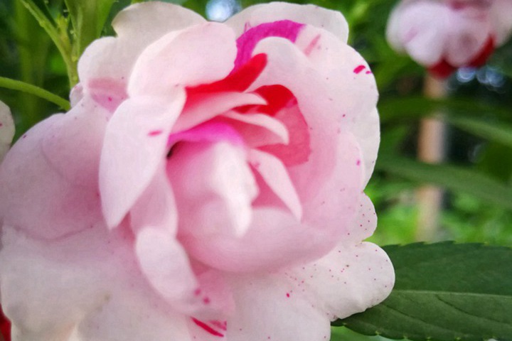 鳳仙花都有哪些品種