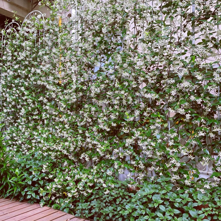 風車茉莉如何養(yǎng)成花墻