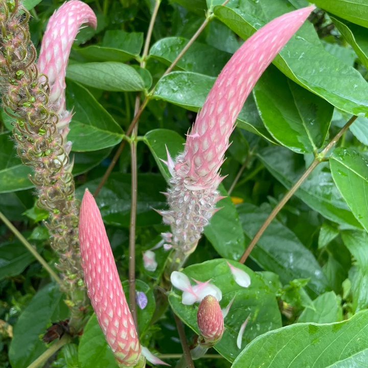 貓尾草如何養(yǎng)護才能開花更好？