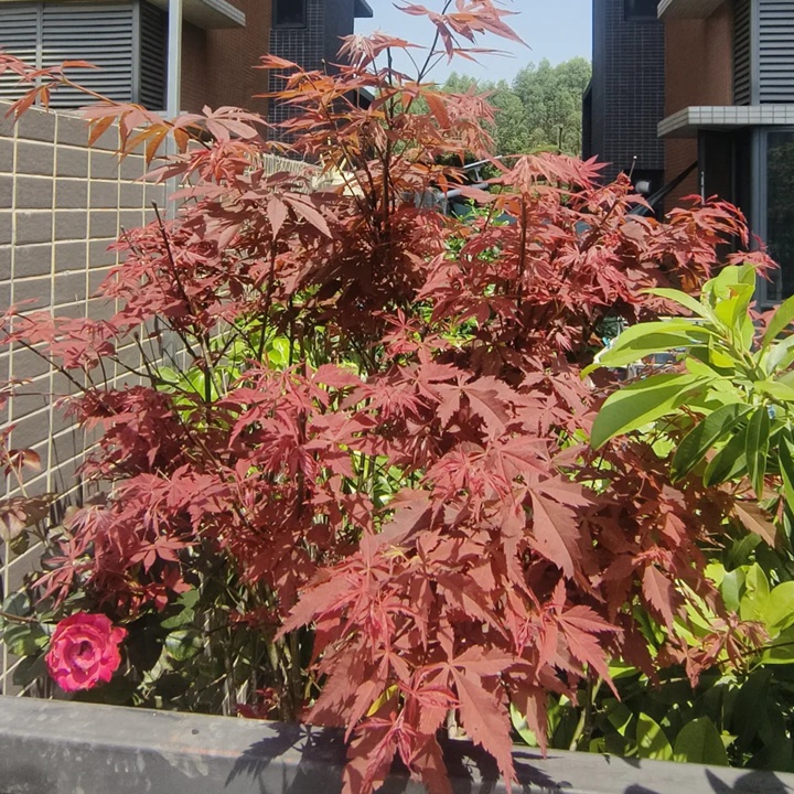 紅楓在廣東可以種植嗎？