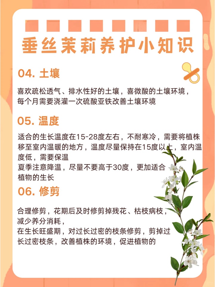 垂絲茉莉如何來養(yǎng)護