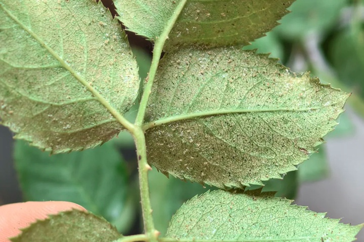 月季花防治紅蜘蛛用什么藥最有效？