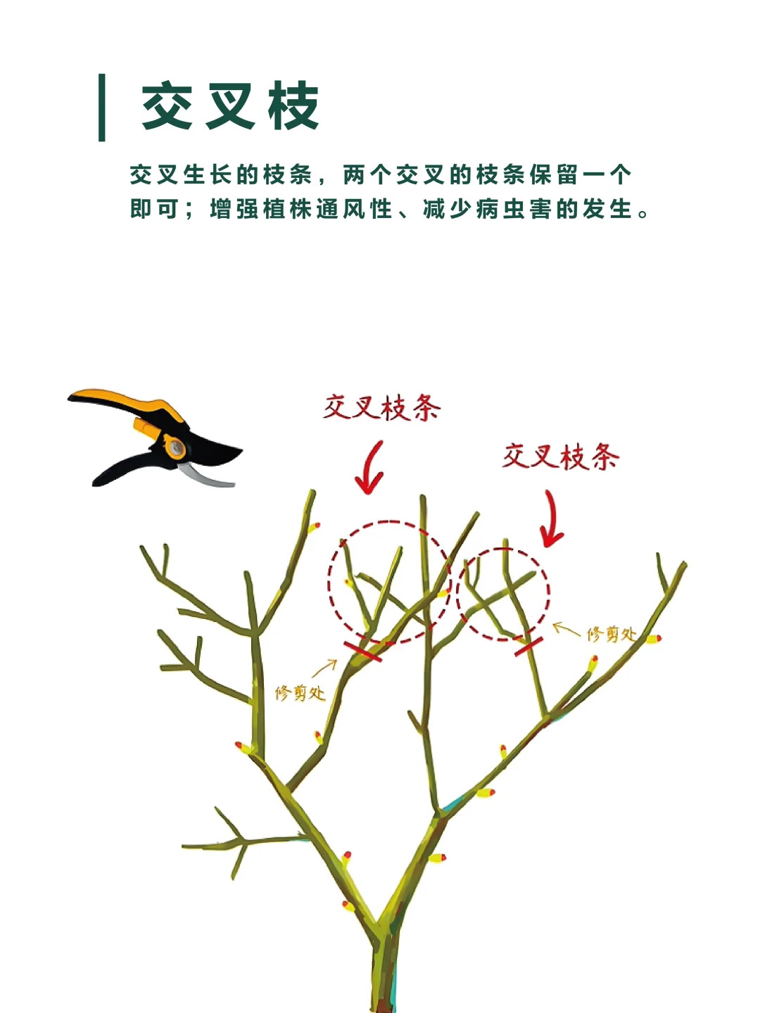 月季修剪的一些實(shí)用技巧