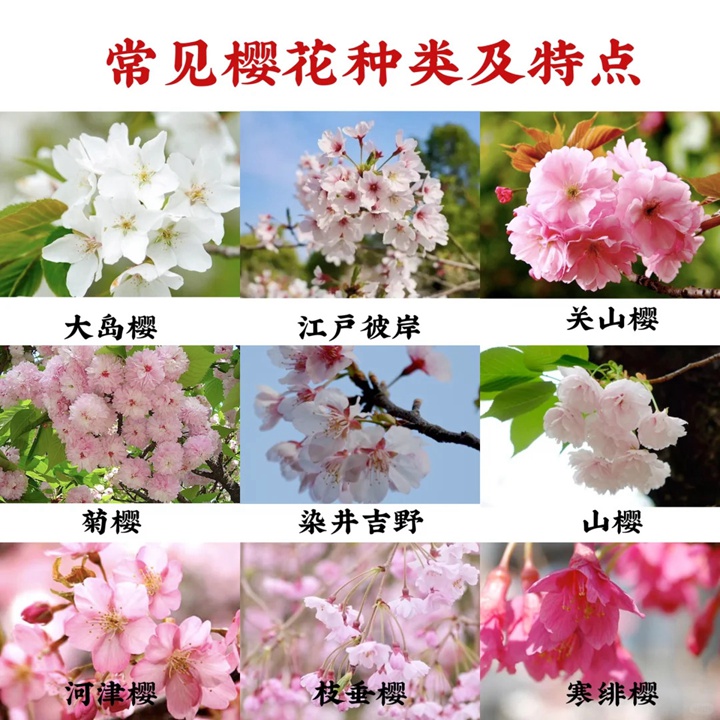 櫻花是什么顏色的