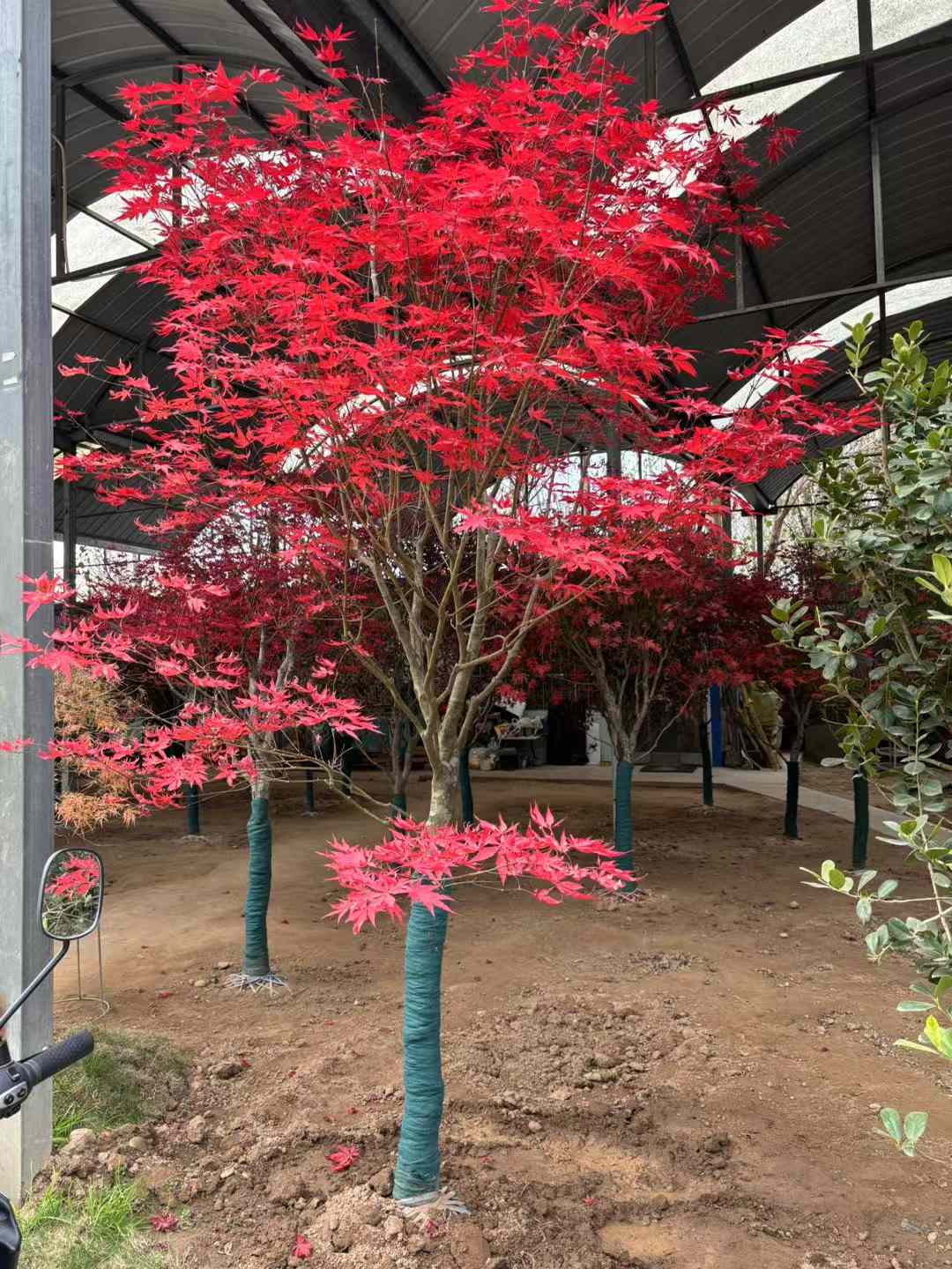 紅楓北方可以種植嗎？