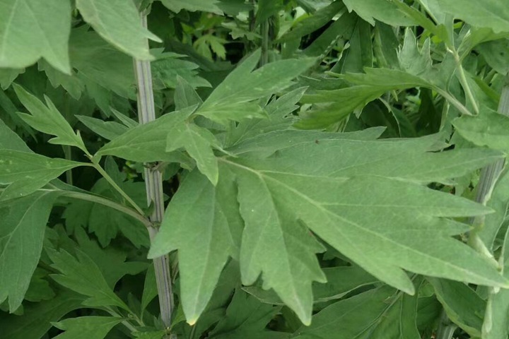 冬天可以種植艾草嗎？