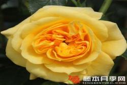 明星艾麗達(dá)Starlet? Rose Elida