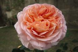 亞伯拉罕·達比（Abraham Darby）