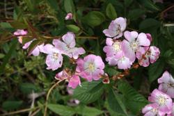 粉團薔薇(cathayensis)