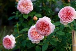 亞伯拉罕·達比（Abraham Darby）