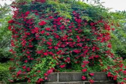 紅木香苗多久能開花（紅木香小苗多久可以開花）