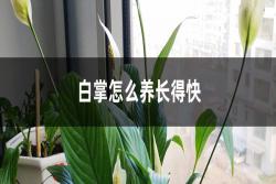 白掌怎么才能養(yǎng)長得快