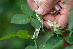 要想月季開(kāi)得好，月季花后修剪少不了