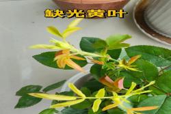 藍(lán)色陰雨月季葉子發(fā)黃怎么辦