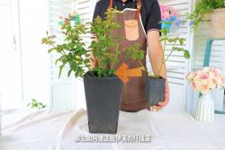 伊芙系列月季如何養(yǎng)壯