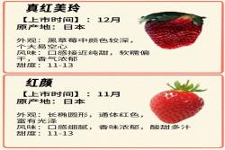 常見的12種草莓品種介紹